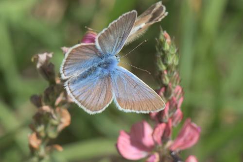 Polyommatus damon